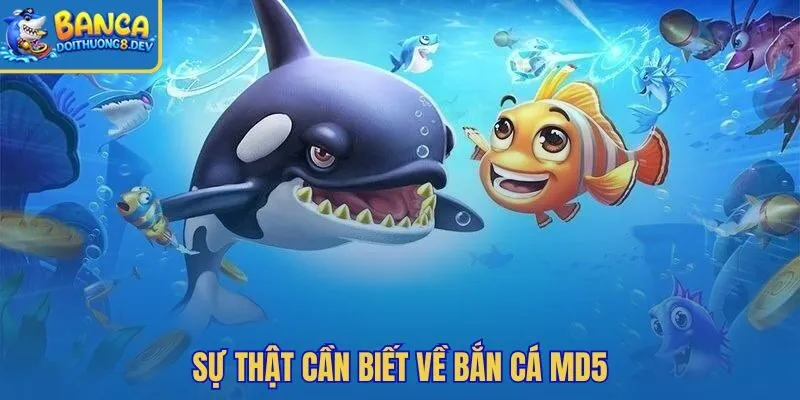 Mẹo chơi bắn cá MD5 nhìn từ xác suất và kỷ luật